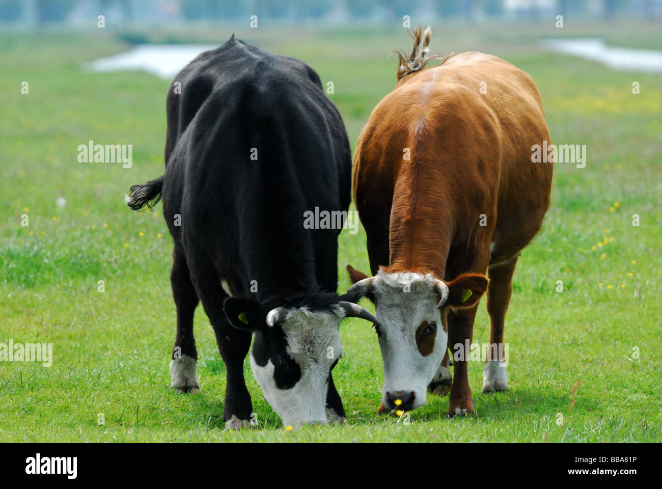 Le vacche a pascolare su terreni agricoli in paesi bassi Foto Stock