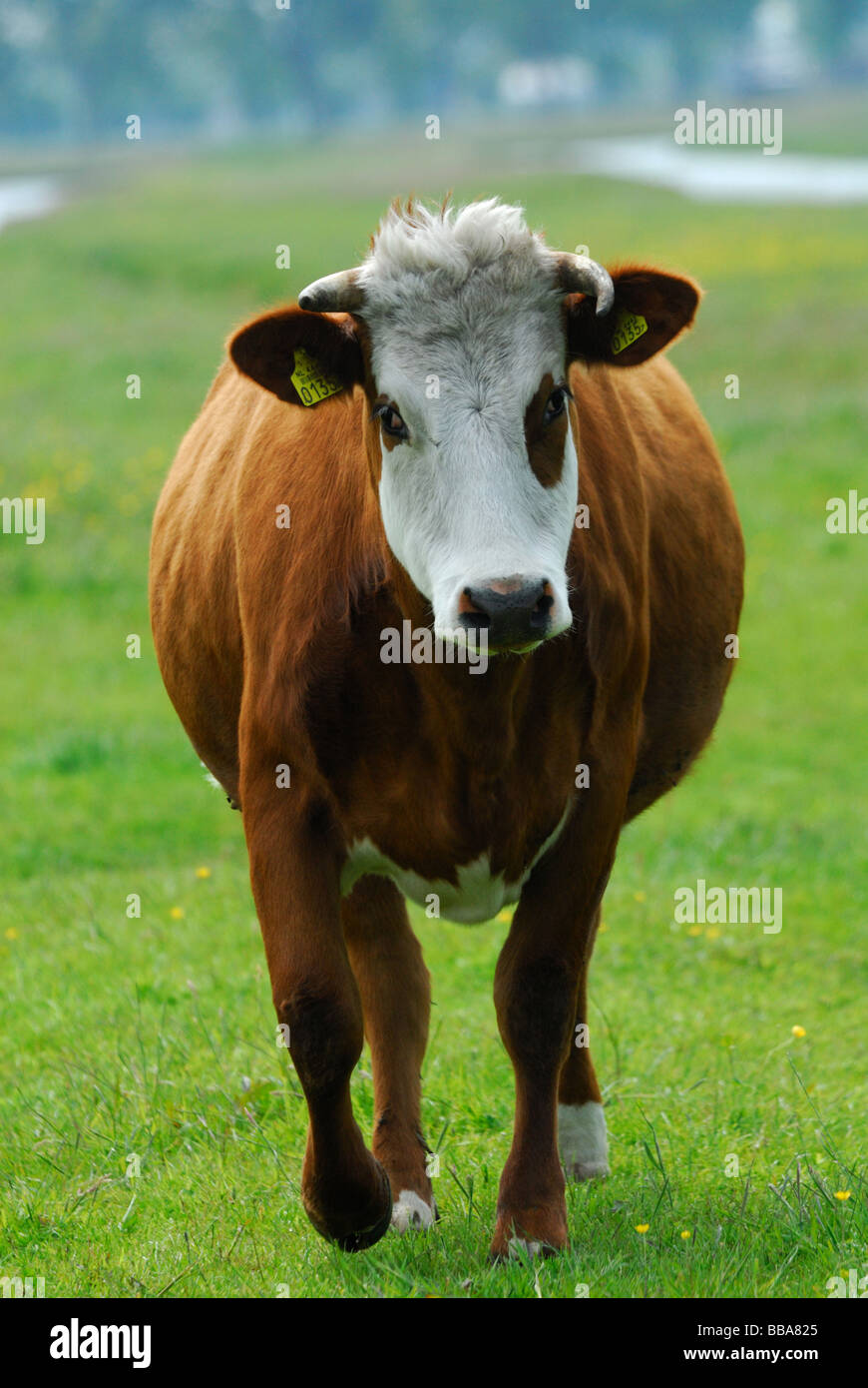 Mucca su terreno coltivato nei Paesi Bassi a piedi verso Foto Stock