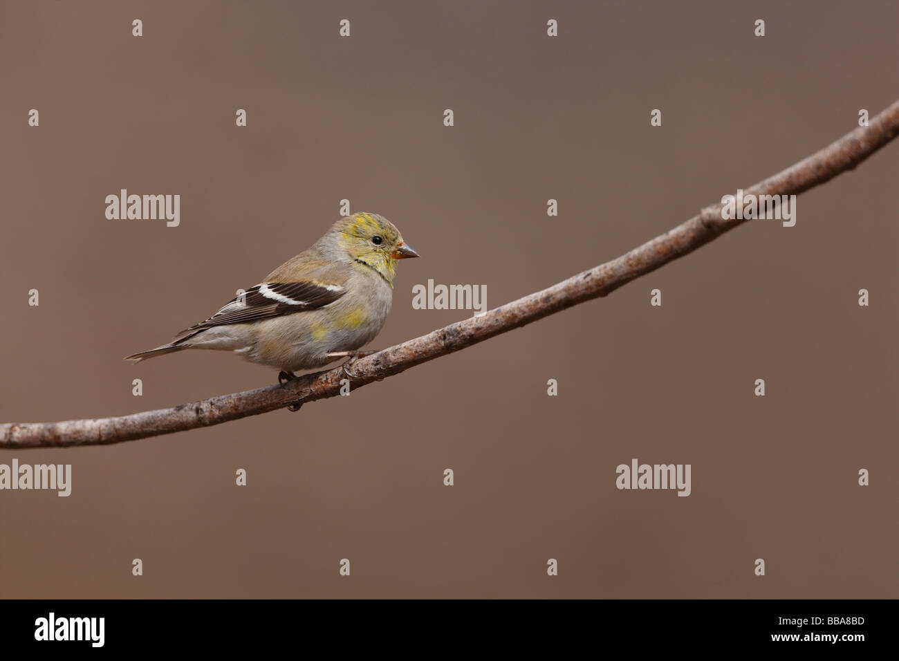 American Cardellino Carduelis tristis tristis femmina in cellule Molt all allevamento del piumaggio Foto Stock