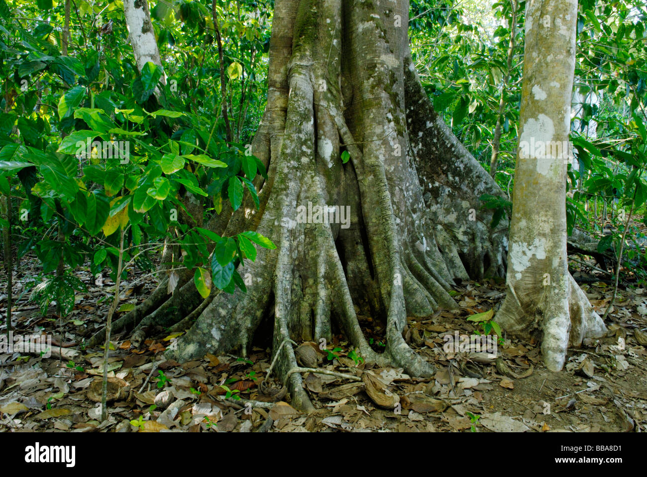 Gli alberi della foresta pluviale Corcovado National Park Costa Rica Foto Stock