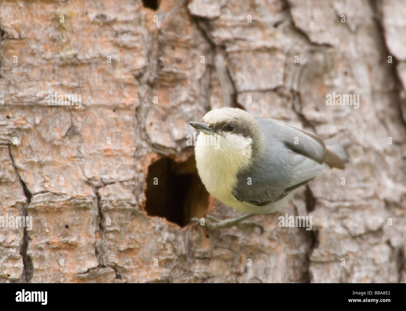 Nuthatch pigmeo al tronco dell'albero a cavità nido Foto Stock