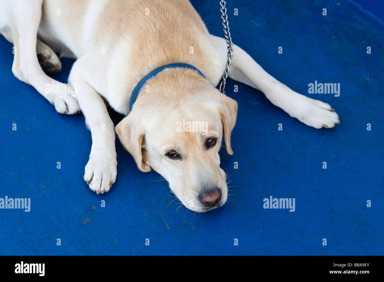 Cane giacente sulla superficie blu e guardando in alto, Golden Retriever, Labrador Foto Stock