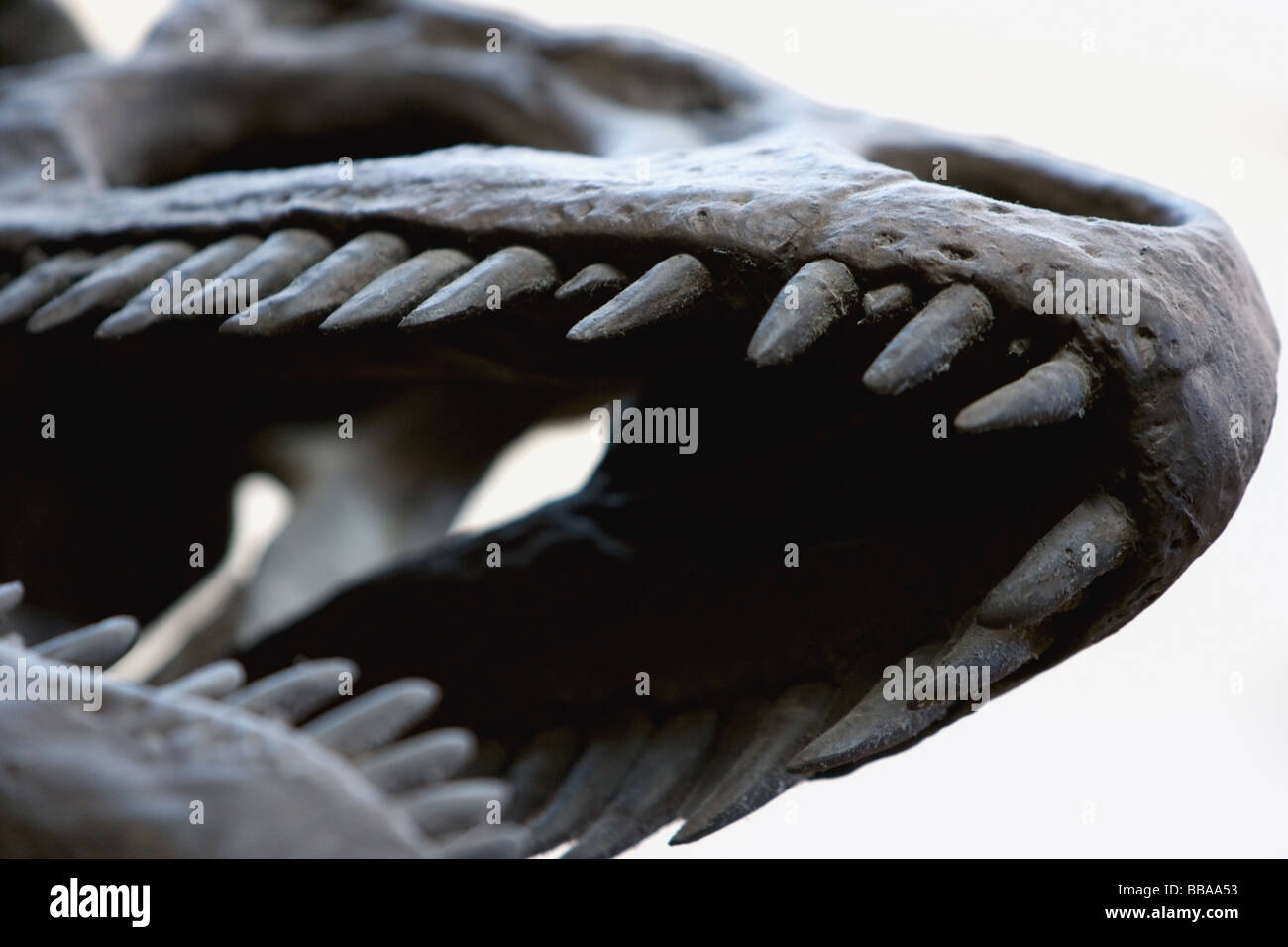 Fossili di denti di un Tirannosauro Rex dinosauro Foto stock - Alamy