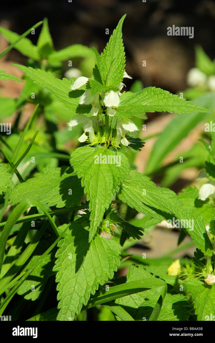 Taubnessel deadnettle 03 Foto Stock