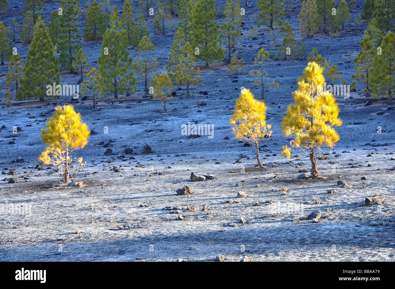 Alberi di pino sul Monte Teide Tenerife da un freddo gelido mattina. Foto Stock