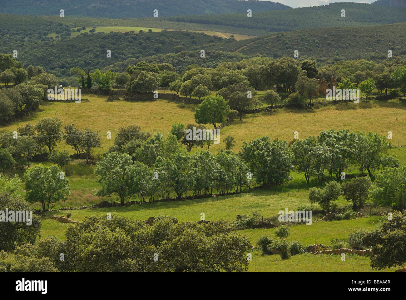 Dehesa 12 Foto Stock