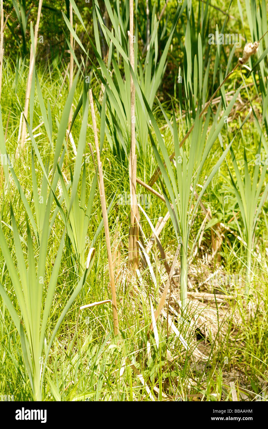 Cat tails growning a bordo della palude Foto Stock
