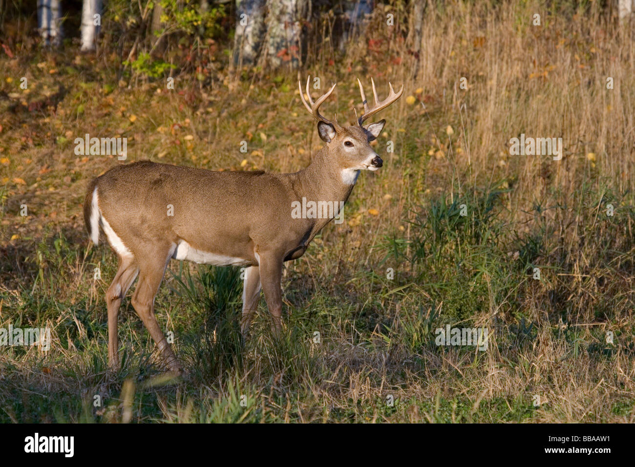 White Tailed buck Foto Stock