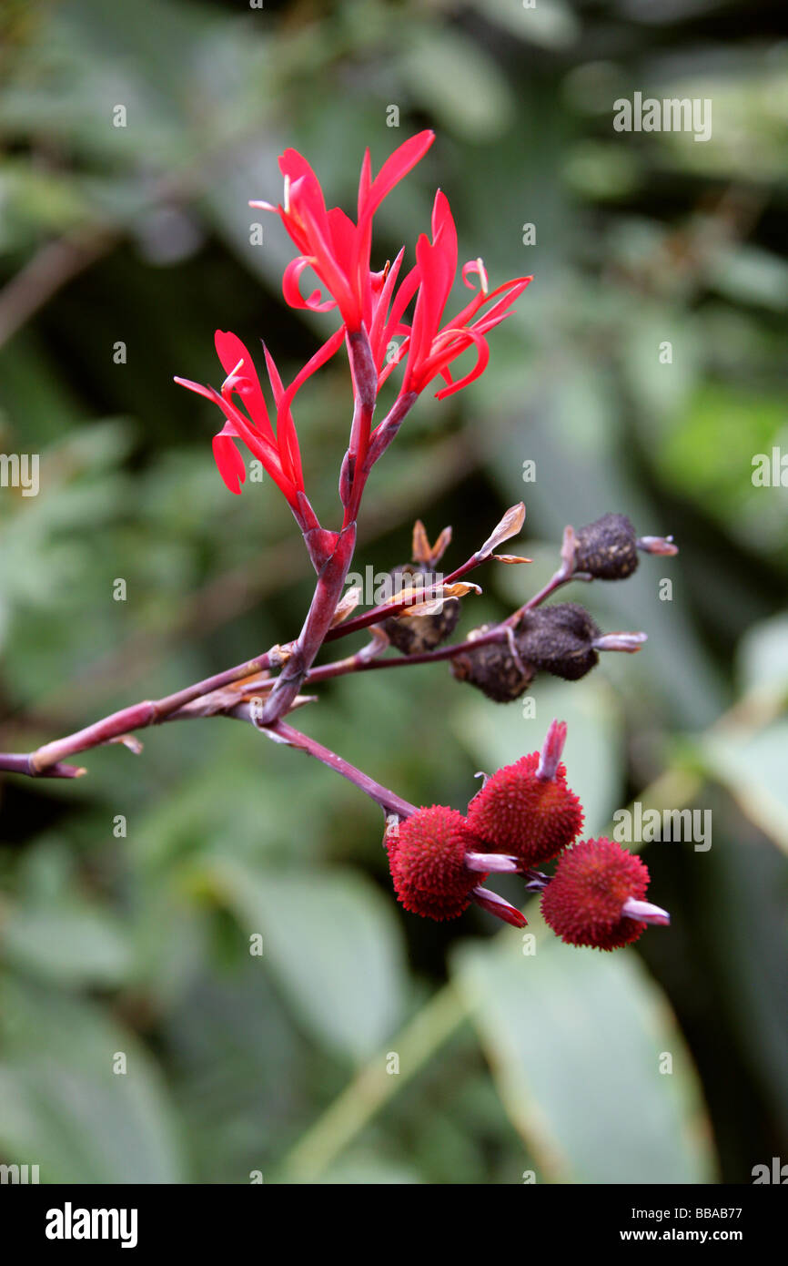 Aframomum zambesiacum, Zingiberaceae, tropicali West Africa. Aframomum semi sono utilizzati nel trattamento della disfunzione erettile maschile Foto Stock