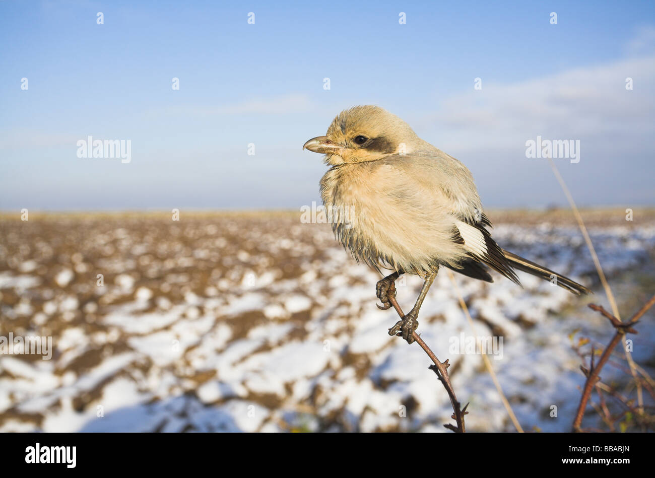 Steppa Grey Shrike Lanius meridionalis pallidirostis arroccato con neve sul campo in Grainthrope, Lincolnshire in novembre. Foto Stock