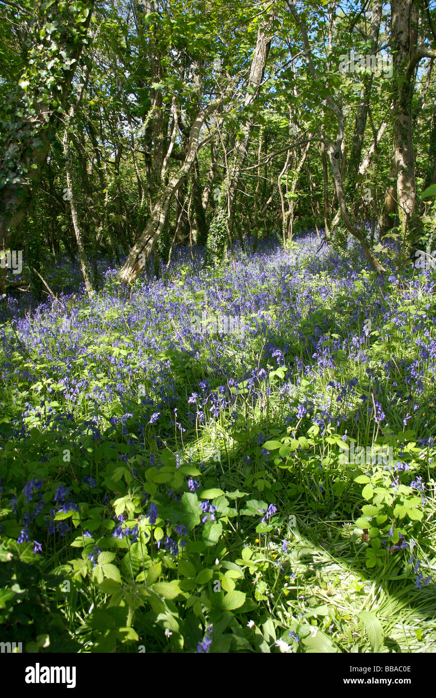 Bluebell fiori nel bosco, Sud prosciutti, Devon, Regno Unito Foto Stock