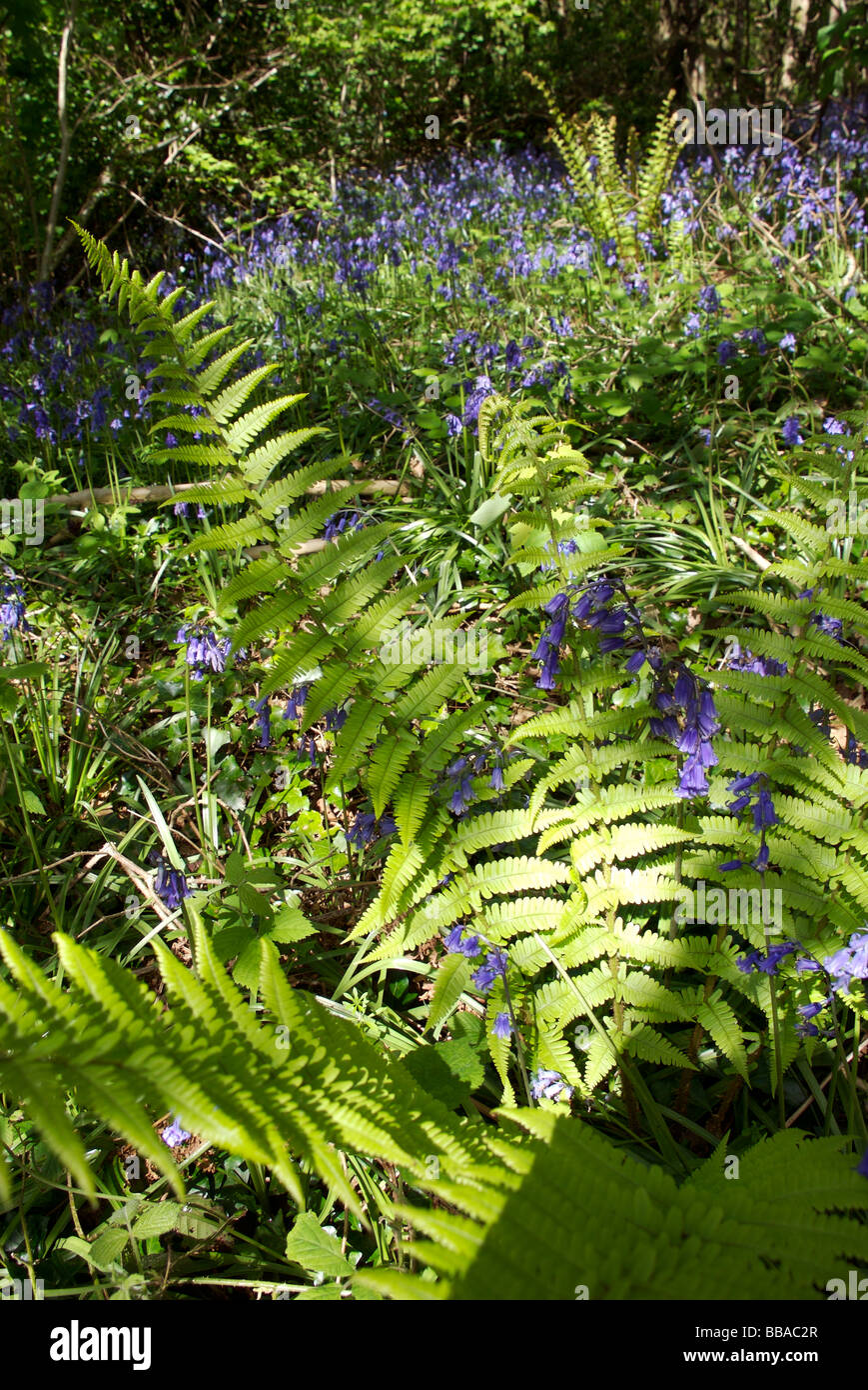 Felci e Bluebells nel bosco, Sud prosciutti, Devon, Regno Unito Foto Stock