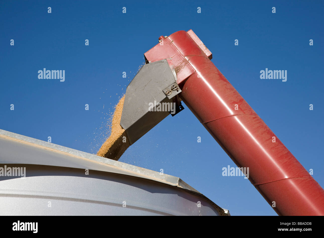 Una mietitrebbia versando il grano in un contenitore Foto Stock