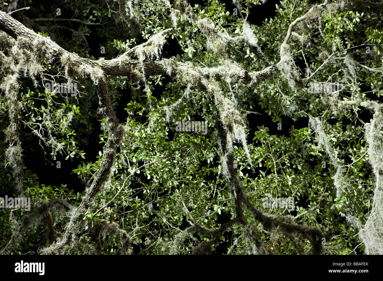 Albero di quercia con muschio Spagnolo appesi ai rami Foto Stock