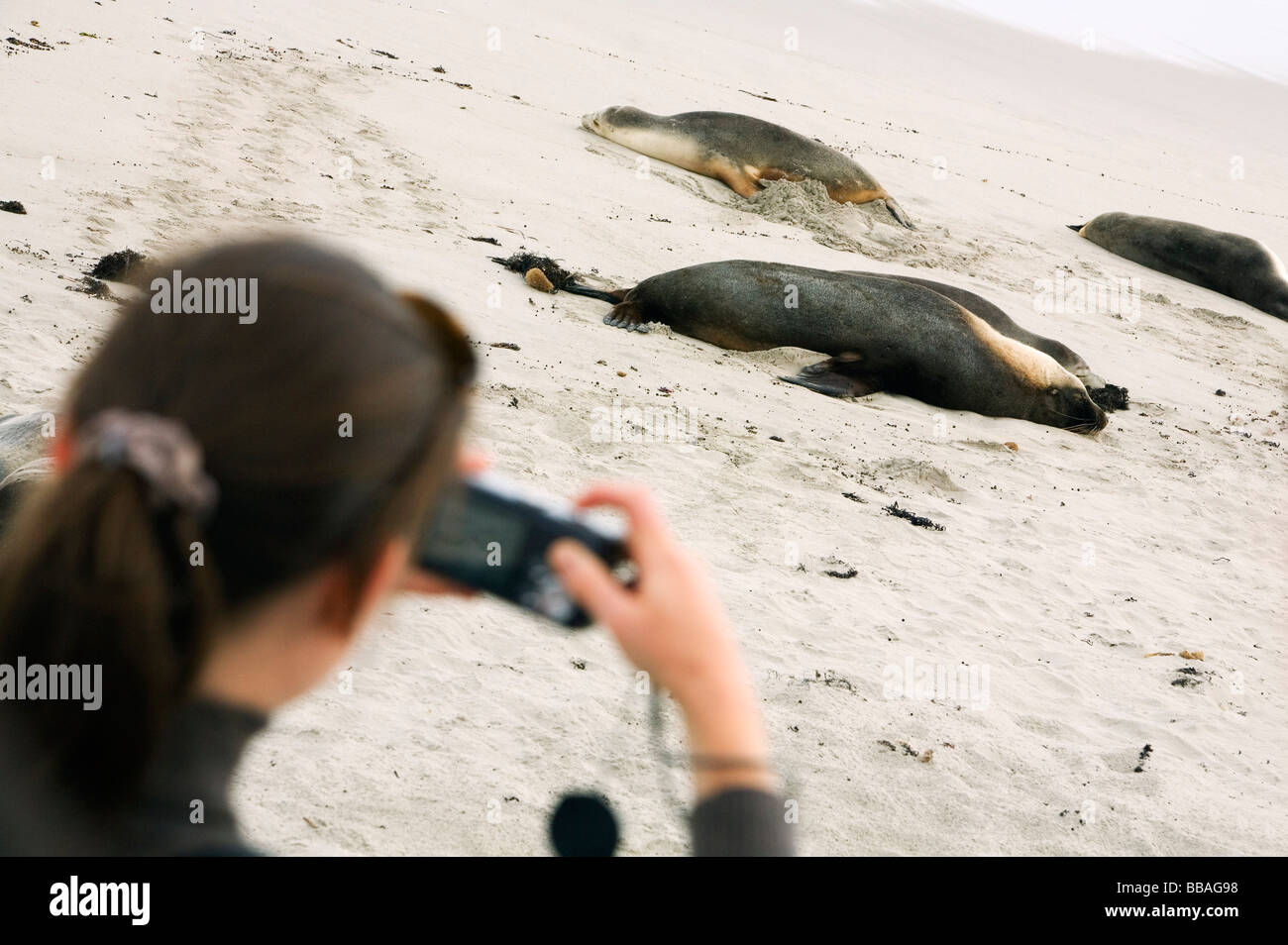 Un turista fotografie leoni marini australiani che sonnecchia sulla spiaggia di Seal Bay Conservation Park. Kangaroo Island, Sud Australia Foto Stock