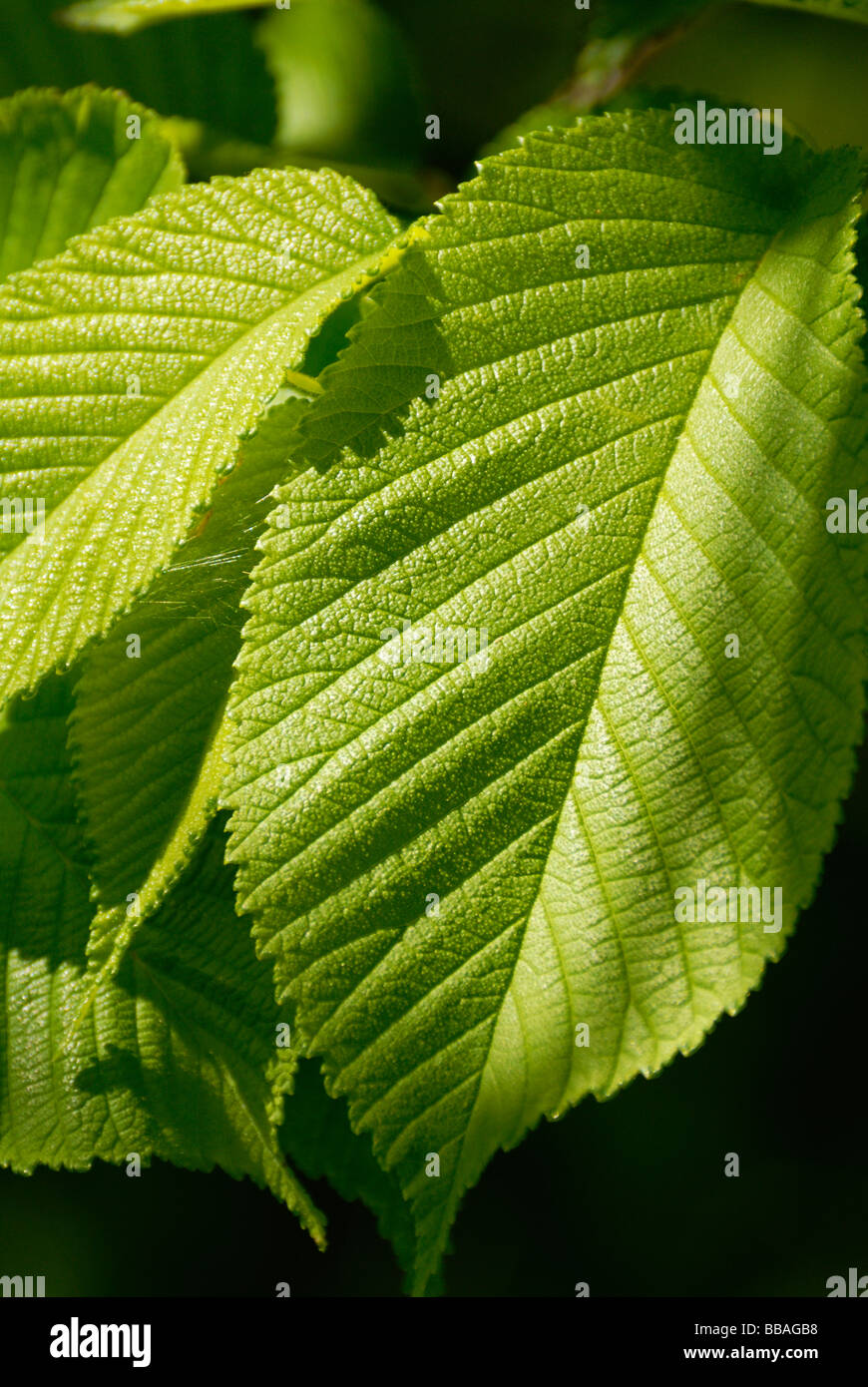 Foglie verdi in ombra e luce solare Foto Stock