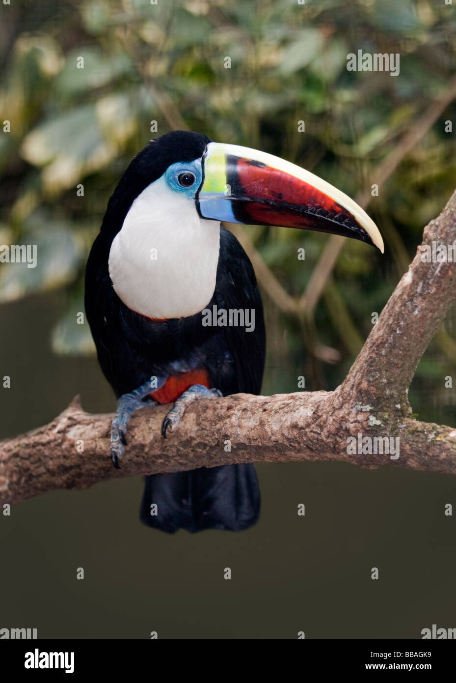 Red-Billed Toucan (ramphastos tucanus) Foto Stock