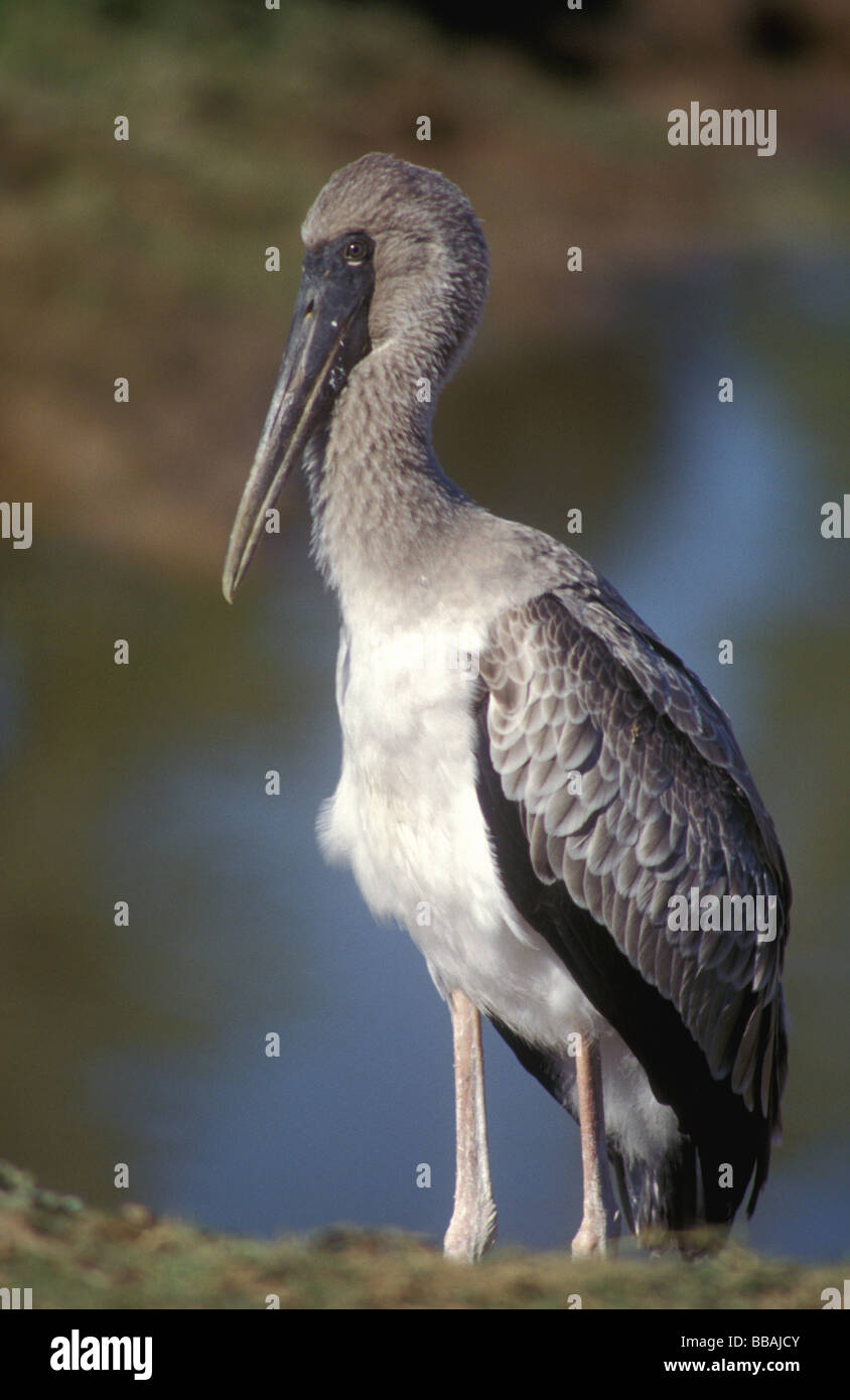 I giovani giallo fatturati stork sud luangwa Zambia Foto Stock