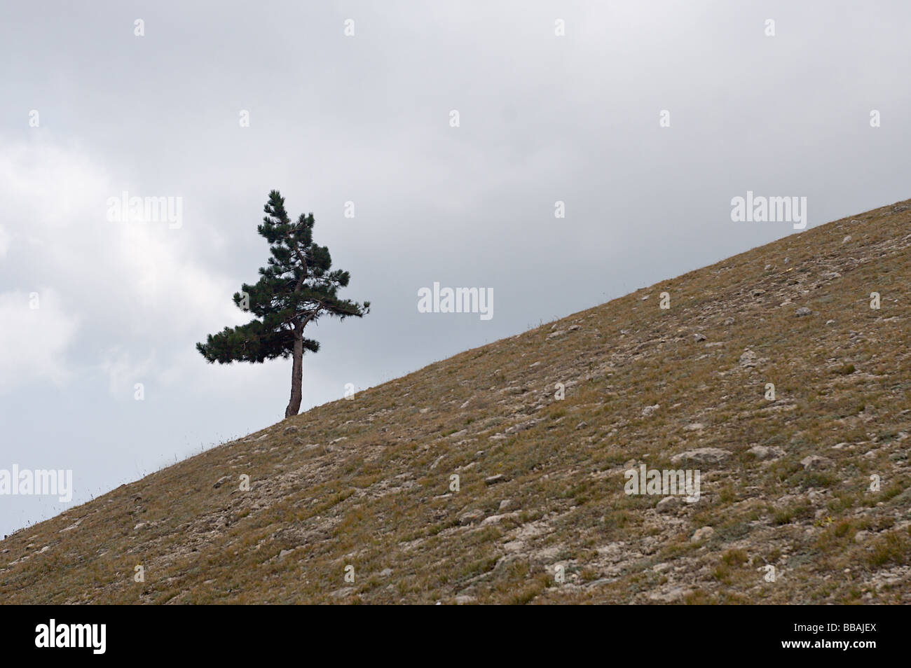 Lone Pine Tree sulla collina s pendenza con cielo nuvoloso sullo sfondo Foto Stock