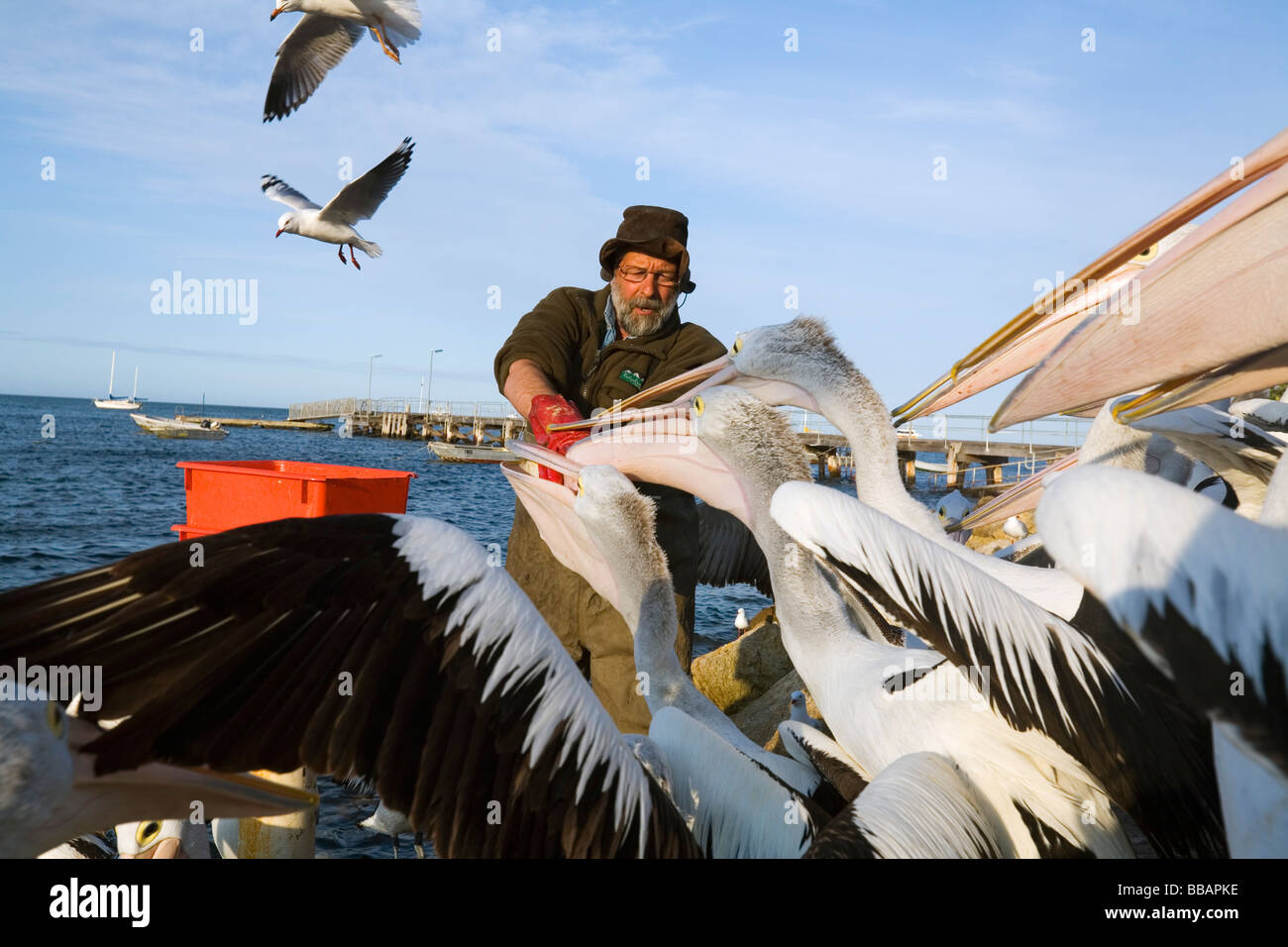 John Ayliffe Pelican uomo che fa ogni giorno il suo Pelican alimentare a Kingscote wharf. Kangaroo Island, South Australia, Australia Foto Stock