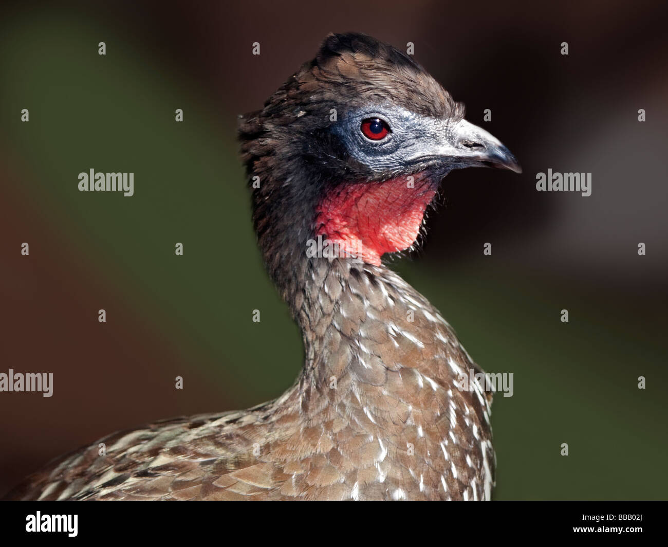 Crested Guan (penelope purpurascens) Foto Stock
