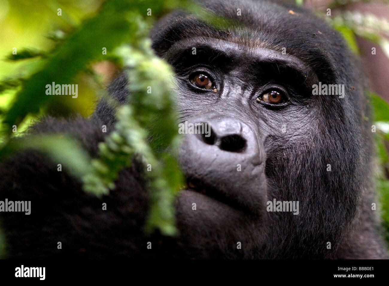 Un gruppo di Nkuringo gorilla di montagna alimentazione sulla vegetazione Foto Stock
