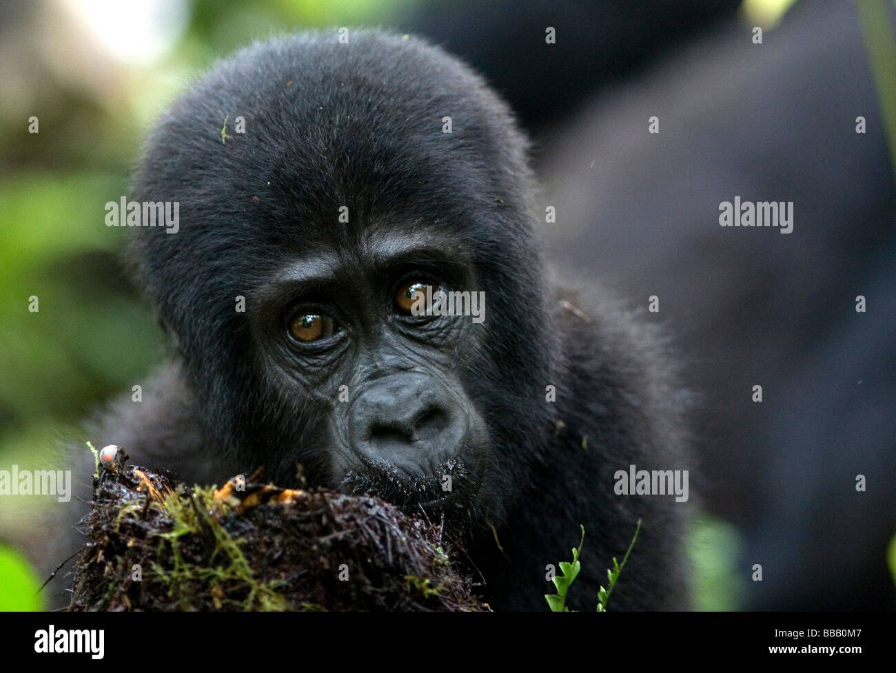 Un giovane gruppo Nkuringo gorilla di montagna Foto Stock