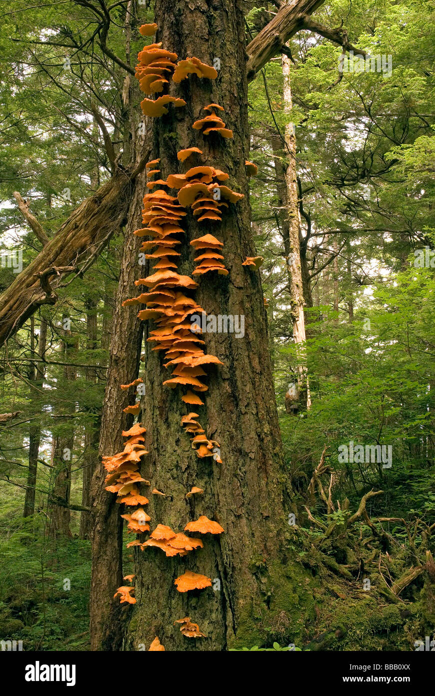 Ripiano di zolfo fungo Laetiporous Starrigaven sulfuree Area Rec Alaska USA Foto Stock