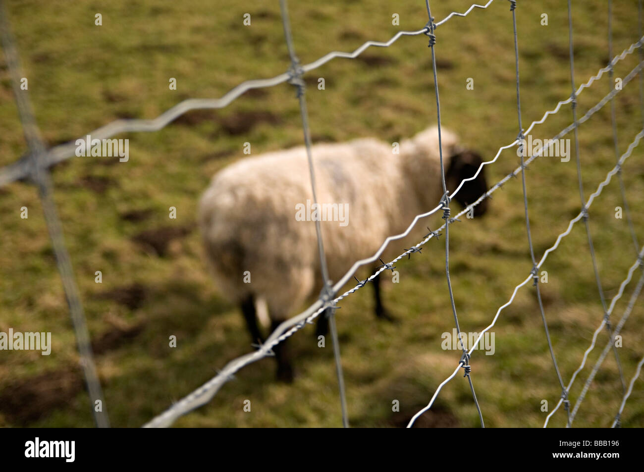 Una pecora dietro una recinzione in un campo di contadini vicino a Broadway in Cotswolds Foto Stock