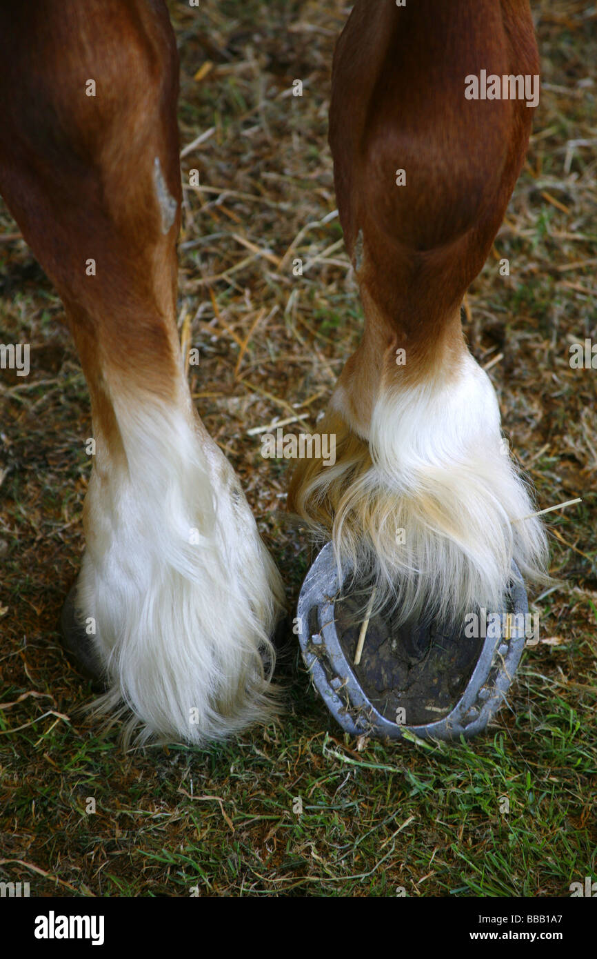 Un cavalli zoccolo che mostra il ferro di cavallo Foto stock - Alamy