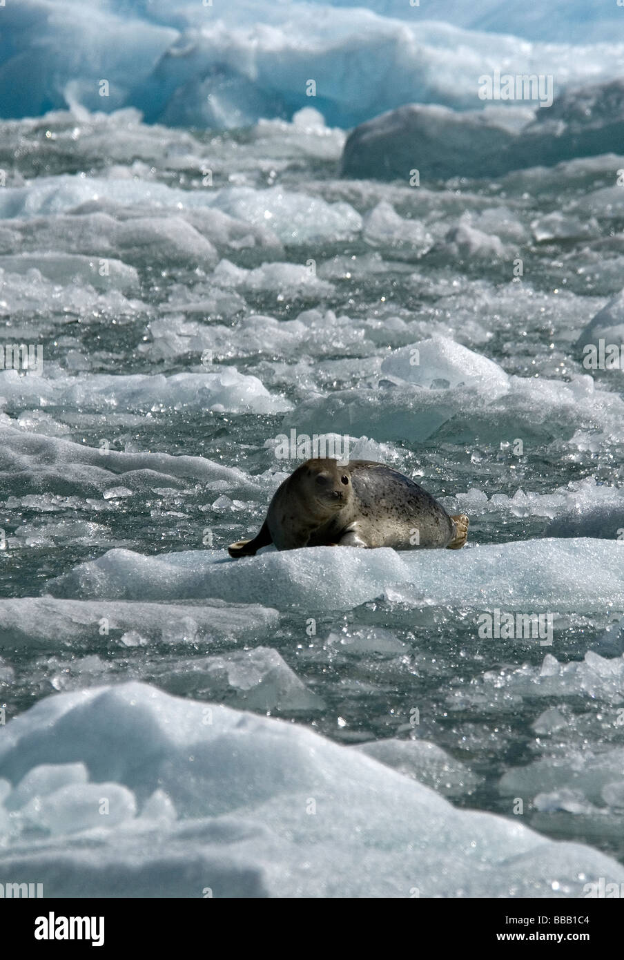 Guarnizione di tenuta del porto Phoca vitulina Sud Sawyer Glacier Tracy Arm Fjord Alaska USA Foto Stock