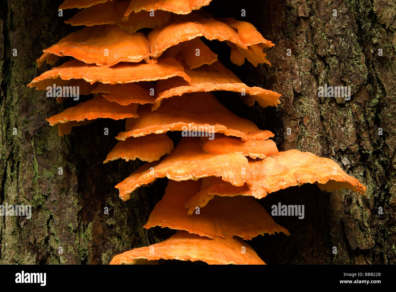 Ripiano di zolfo fungo Laetiporous Starrigaven sulfuree Area Rec Alaska USA Foto Stock