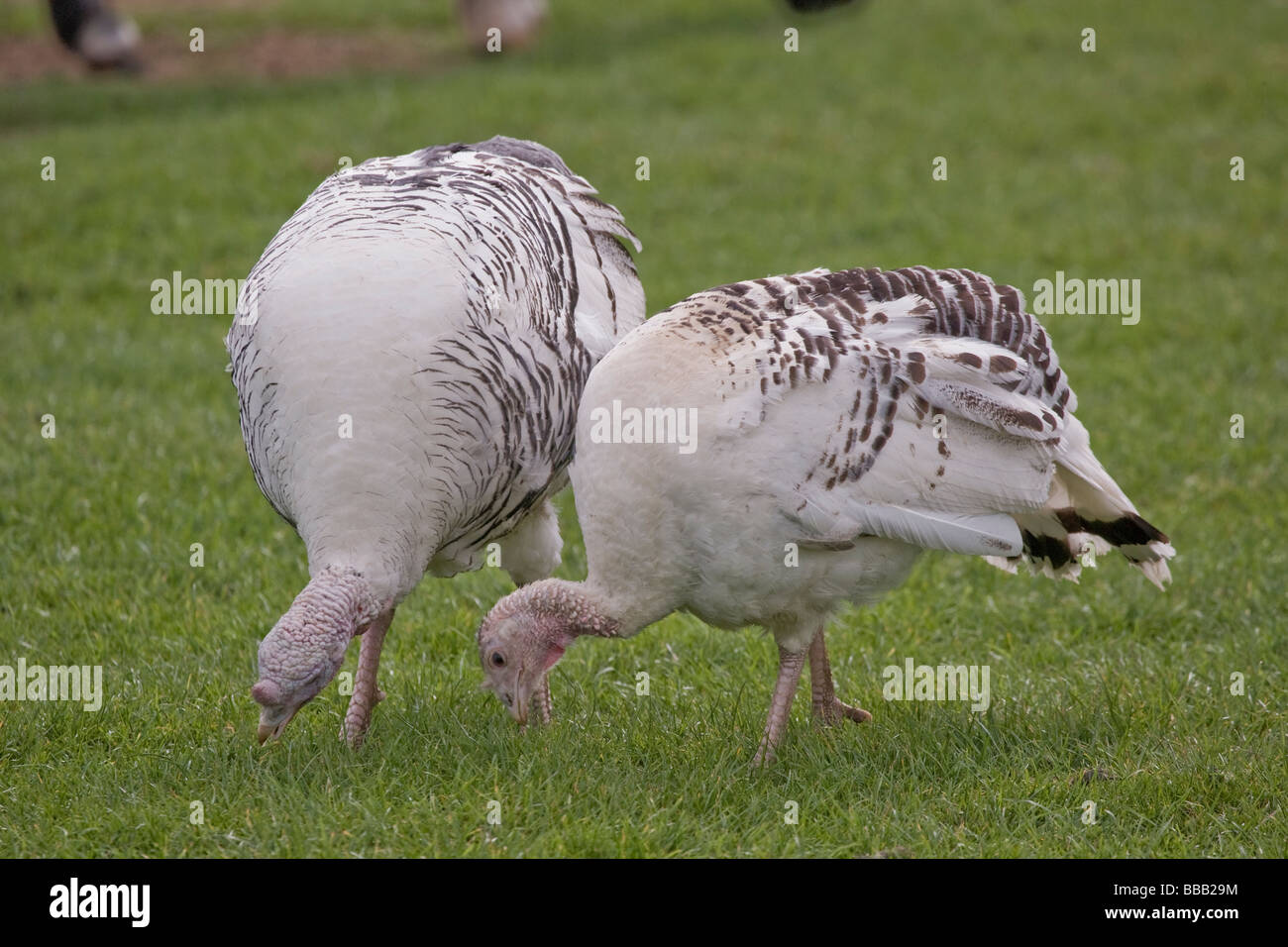 Pied Turchia razza rara Foto Stock