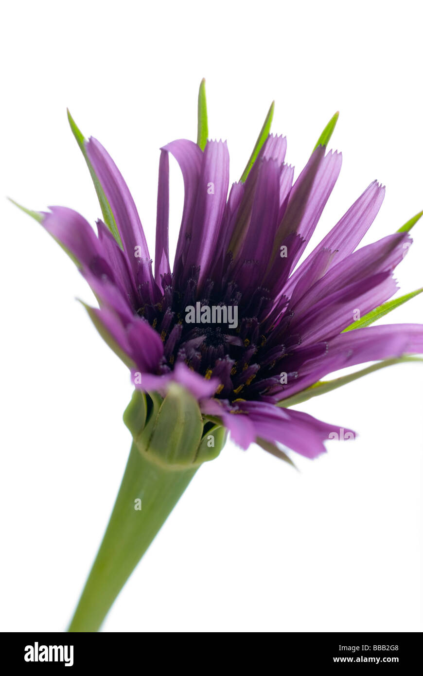 Viola Salsefrica fiore, Tragopogon porrifolius, contro uno sfondo bianco Foto Stock