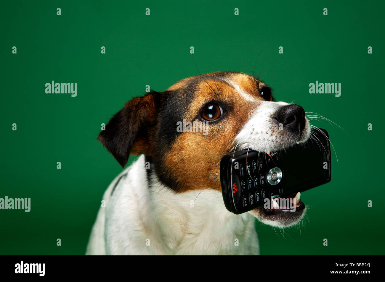 Un piccolo cane possiede un telefono cellulare nella sua bocca Foto Stock