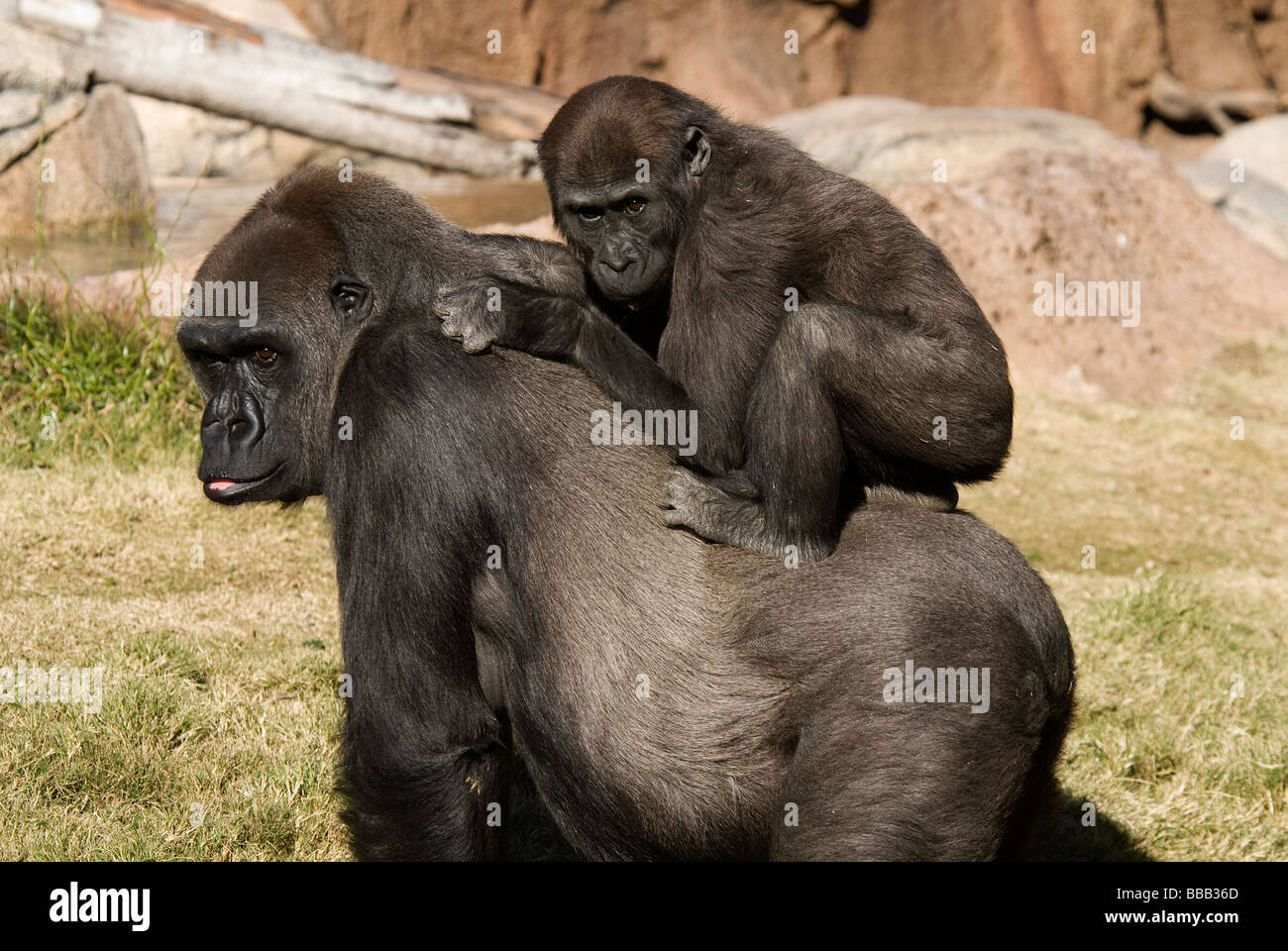 Western pianura gorilla femmina 2 anno vecchio Gorilla gorilla gorilla lo Zoo di Los Angeles California USA Foto Stock