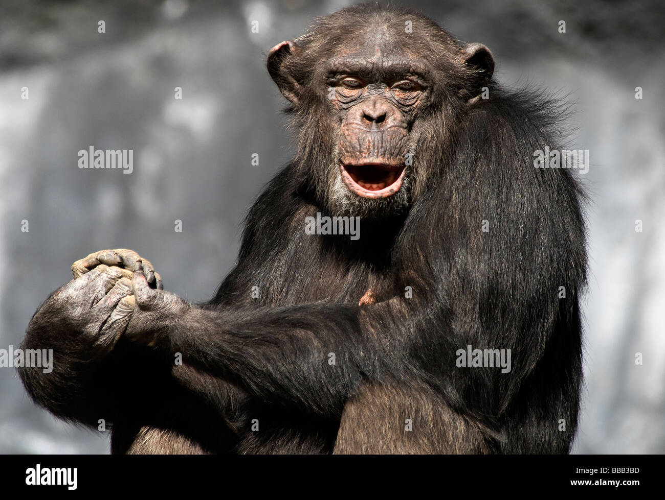 Uno scimpanzé Pan troglodytes lo Zoo di Los Angeles California USA Foto Stock