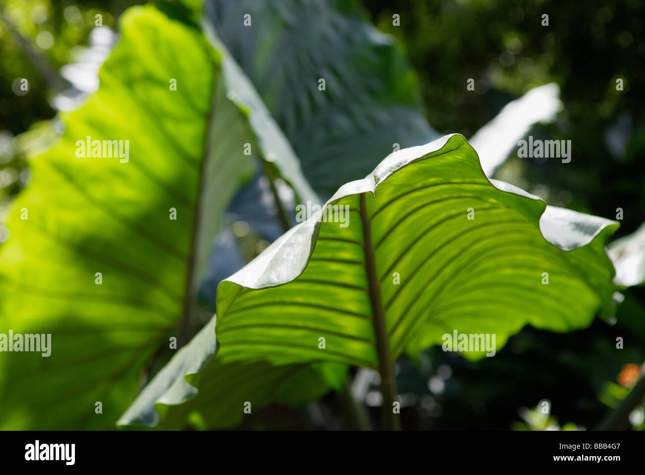 Chiuda Sul Fiore Dell'orecchio Di Elefante Fotografia Stock - Immagine