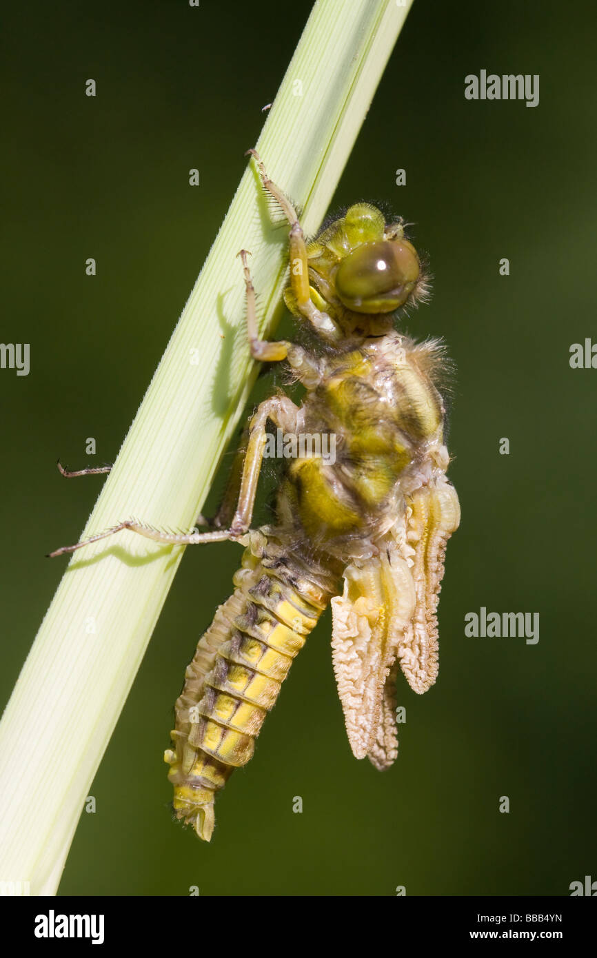 Ampio emergenti corposi Chaser Libellula depressa ali di asciugatura sul gambo reed, Haugh legno, Herefordshire, UK. Foto Stock