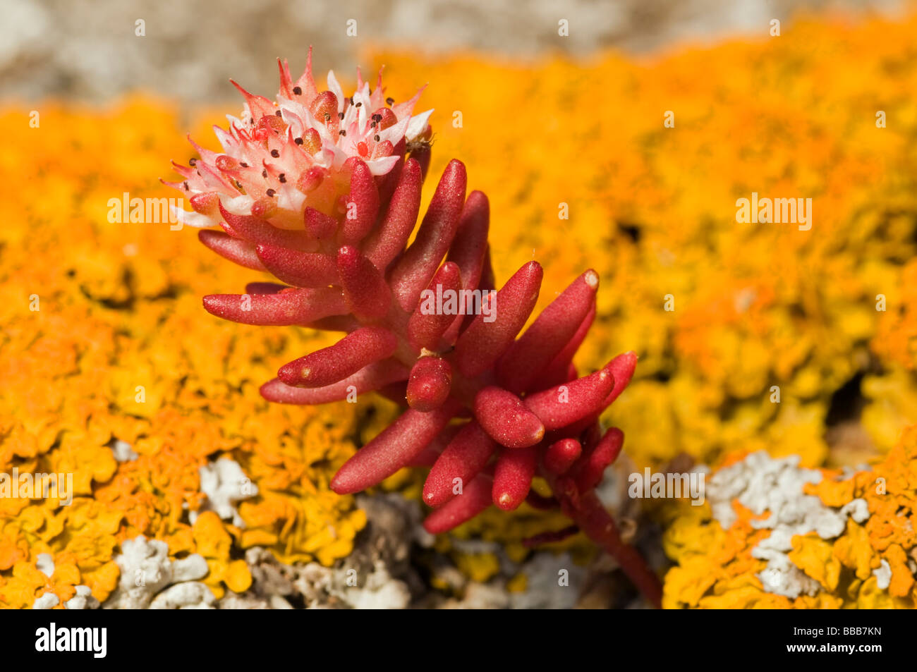 Jelly bean impianto, Sedum rubrotinctum e licheni Xanthoria Foca Turchia Foto Stock