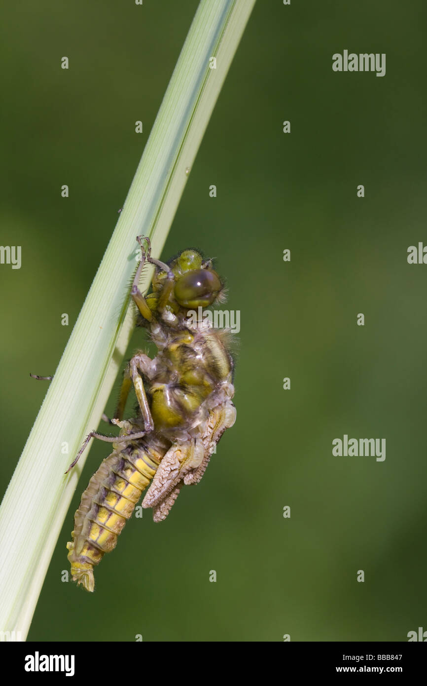 Ampio emergenti corposi Chaser Libellula depressa ali di asciugatura sul gambo reed, Haugh legno, Herefordshire, UK. Foto Stock