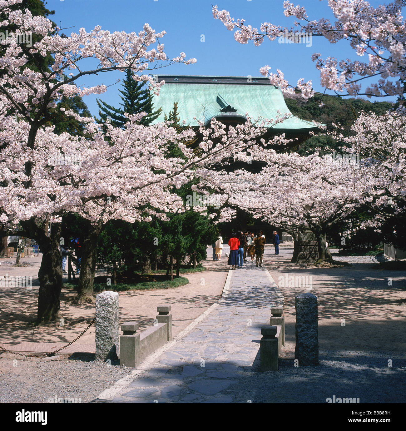 Il Giappone a Kamakura, Tempio Kenchoji, uno dei cinque grandi templi di Kamakura con la fioritura dei ciliegi in fiore Foto Stock