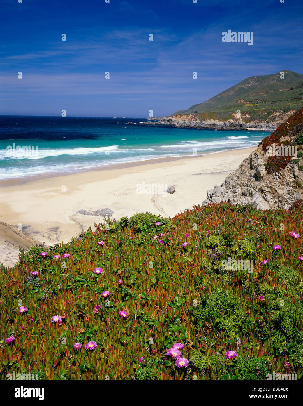 Garrapata State Park, CA: California lilla e impianto di ghiaccio blooming sulle scogliere sopra l'Oceano Pacifico a Big Sur Foto Stock