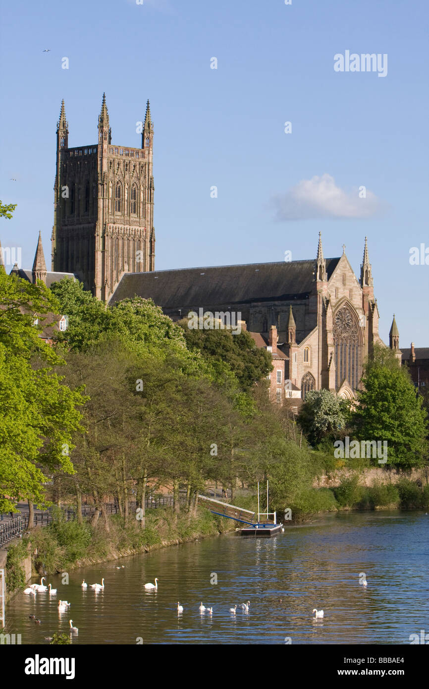 Vista della cattedrale di Worcester con cielo blu con Cigno Cygnus olor alimentando in primo piano sul fiume Severn. Foto Stock