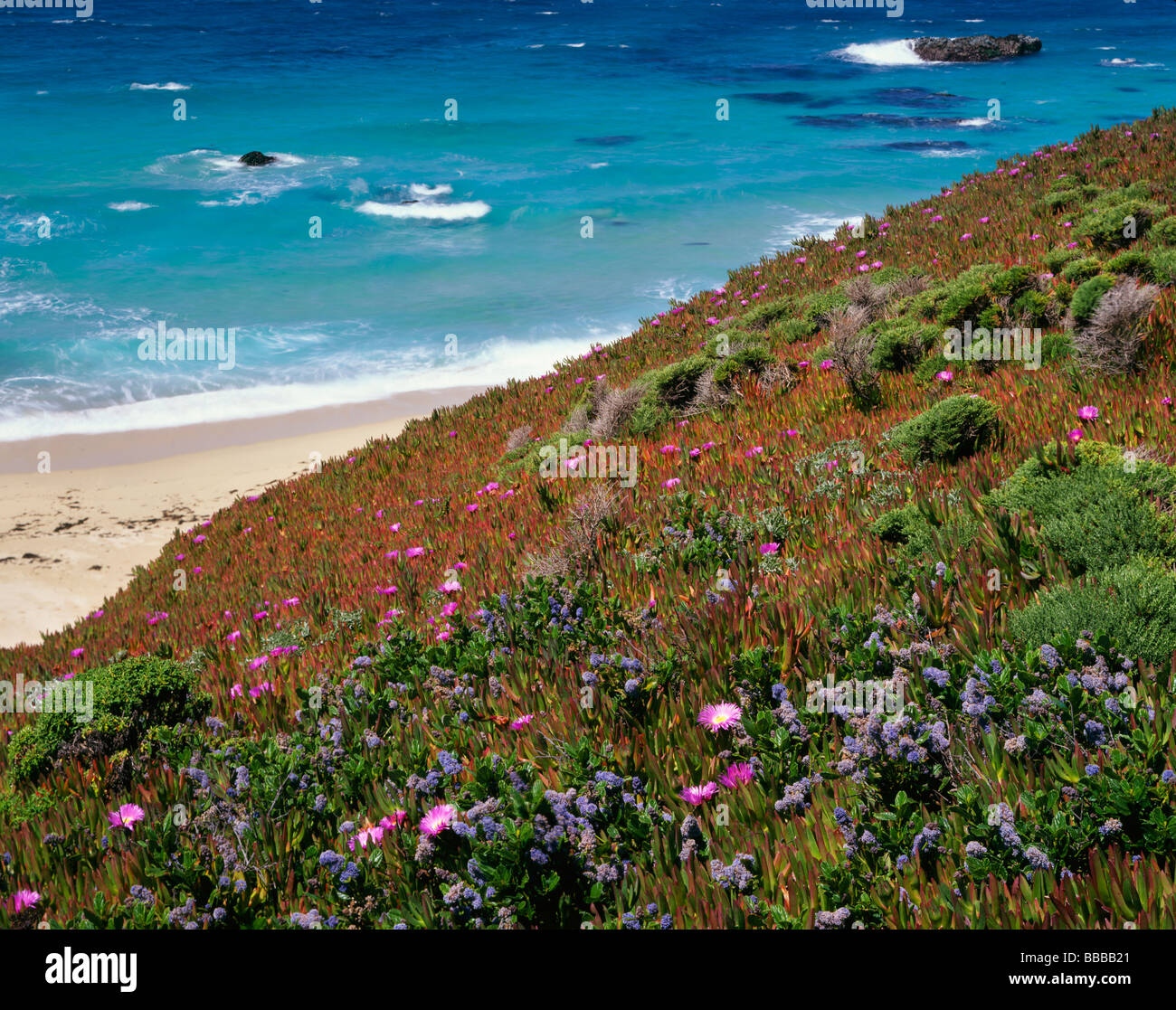 Garrapata State Park, CA: California lilla e impianto di ghiaccio blooming sulle scogliere sopra l'Oceano Pacifico a Big Sur Foto Stock