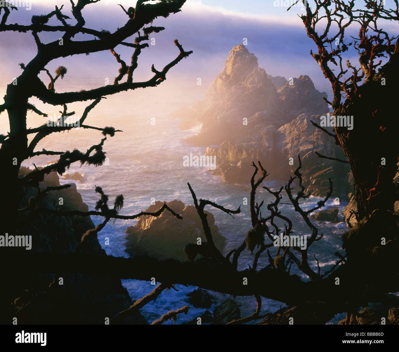 Cancellazione di nebbia con silhoutted cypress rami a Point Lobos State Reserve, CA Foto Stock