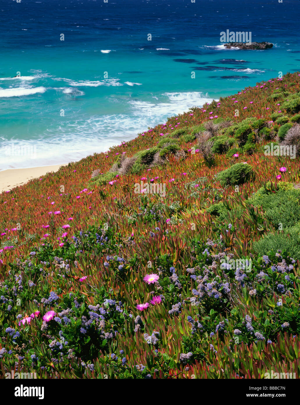 Garrapata State Park, CA: California lilla e impianto di ghiaccio blooming sulle scogliere sopra l'Oceano Pacifico a Big Sur Foto Stock