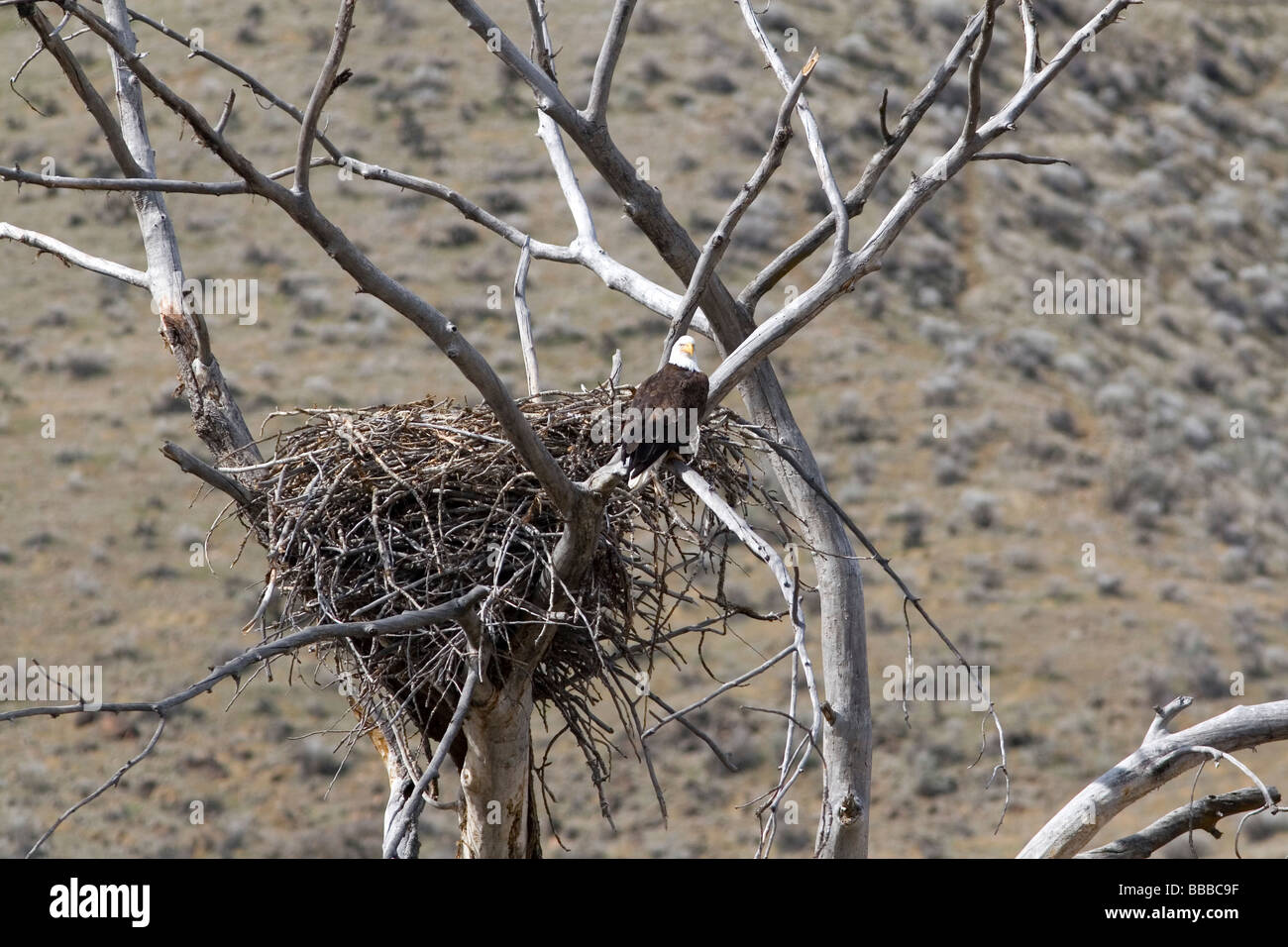 Aquila calva nidificazione lungo il fiume Payette vicino a ferro di cavallo piegare Idaho USA Foto Stock