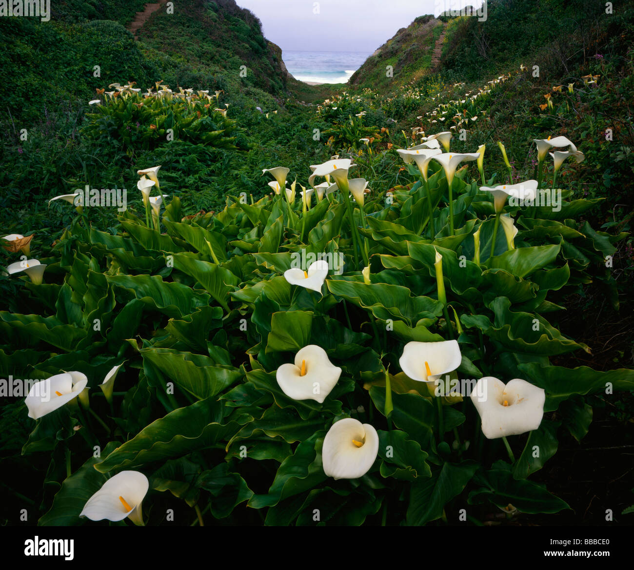 Garrapata State Park CA Calla lilies in fiore nel Doud Creek a drenaggio Garrapata Beach Foto Stock