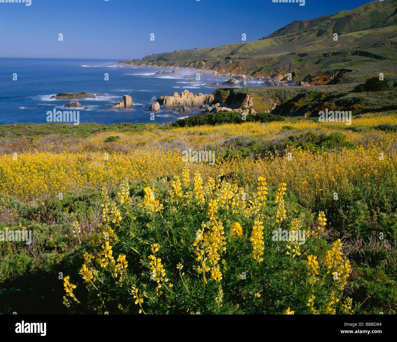 Boccola gialla fioritura di lupino sopra la costa rocciosa di linea e di navigare a Garrapata State Park a Big Sur in California Foto Stock